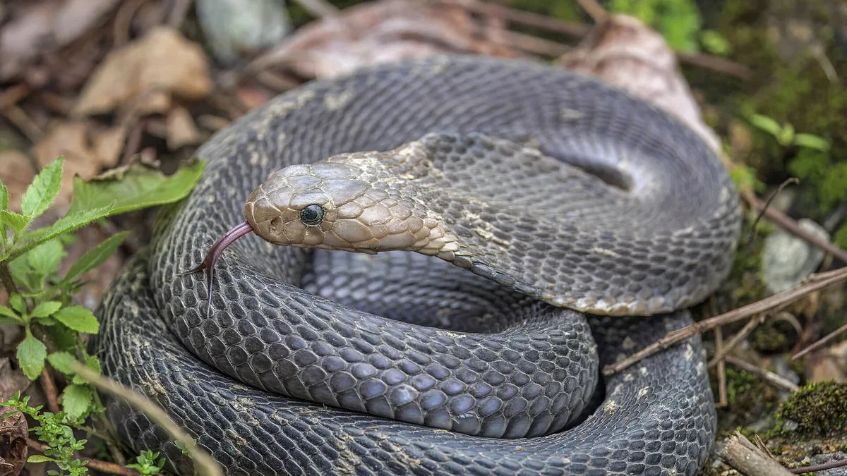Cobra Ritual