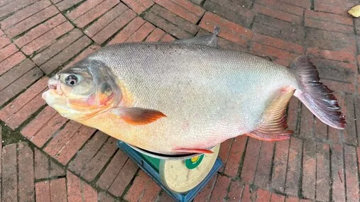 «Hunting the Piranha» Lake Fishing